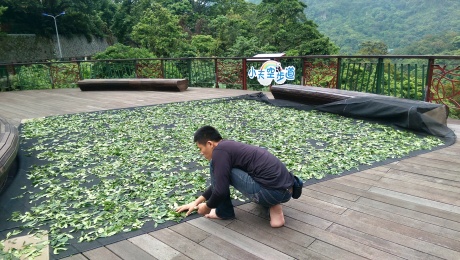 Drying tea in Maokong